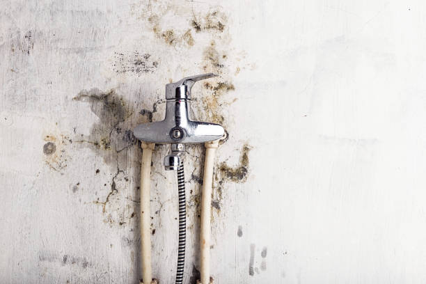 Best Mold Remediation Services  in Leslie, MI