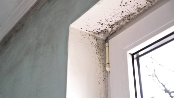 Best Mold Remediation  in Leslie, MI