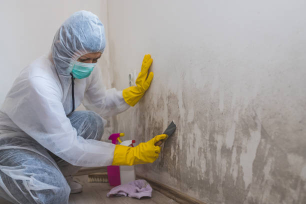 Best Office Mold Removal Services  in Leslie, MI
