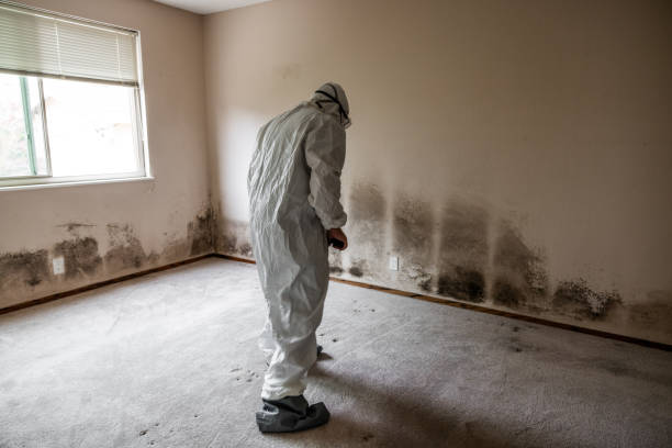 Attic Mold Removal in Leslie, MI