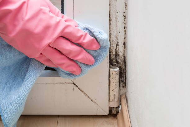 Professional Mold Removal in Leslie, MI