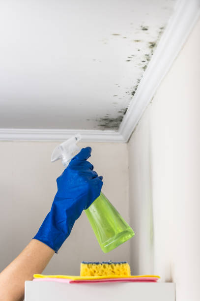 Attic Mold Removal in Leslie, MI